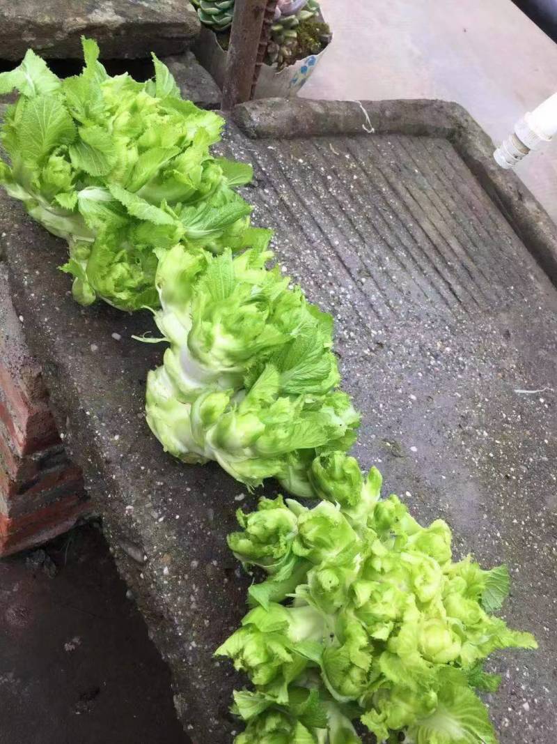 儿菜