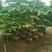 出售木瓜袋苗1-10分高度1米-2.5米