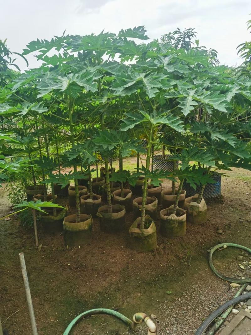 出售木瓜袋苗1-10分高度1米-2.5米