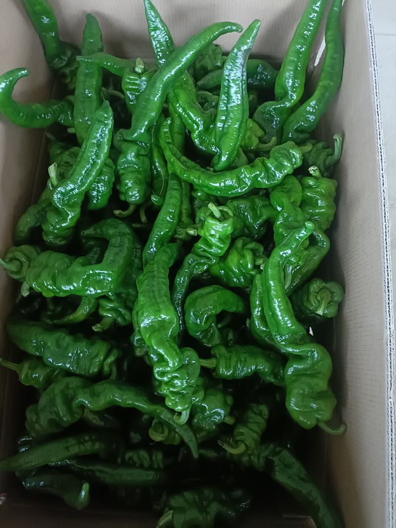 产地直供螺丝椒，当天采摘当天发货，质量保证。