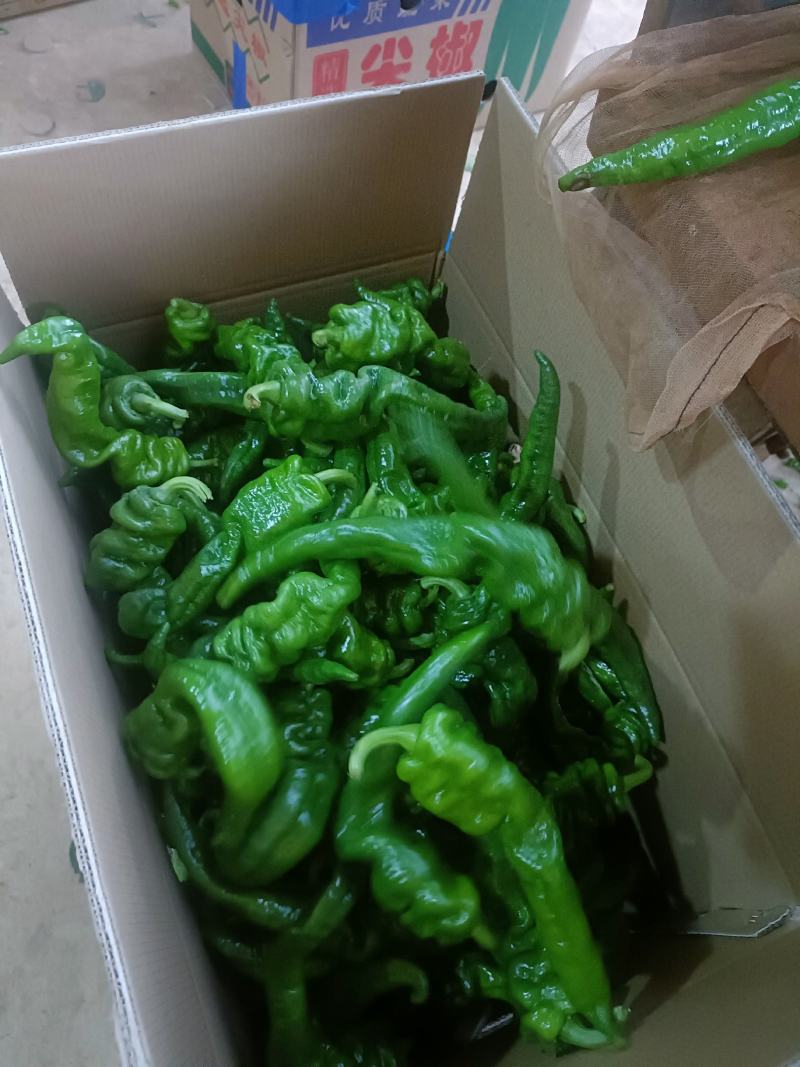 产地直供螺丝椒，当天采摘当天发货，质量保证。