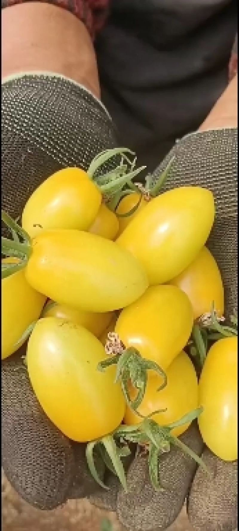 圣女果粉珍珠贝贝