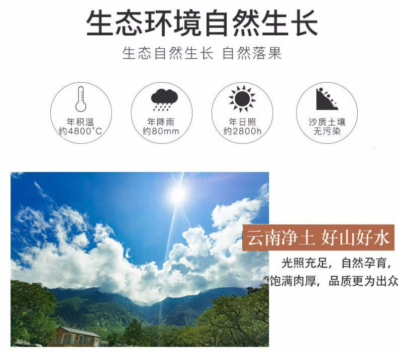 2022新货云南高山古树薄皮核桃品质保证批发零售代工代发