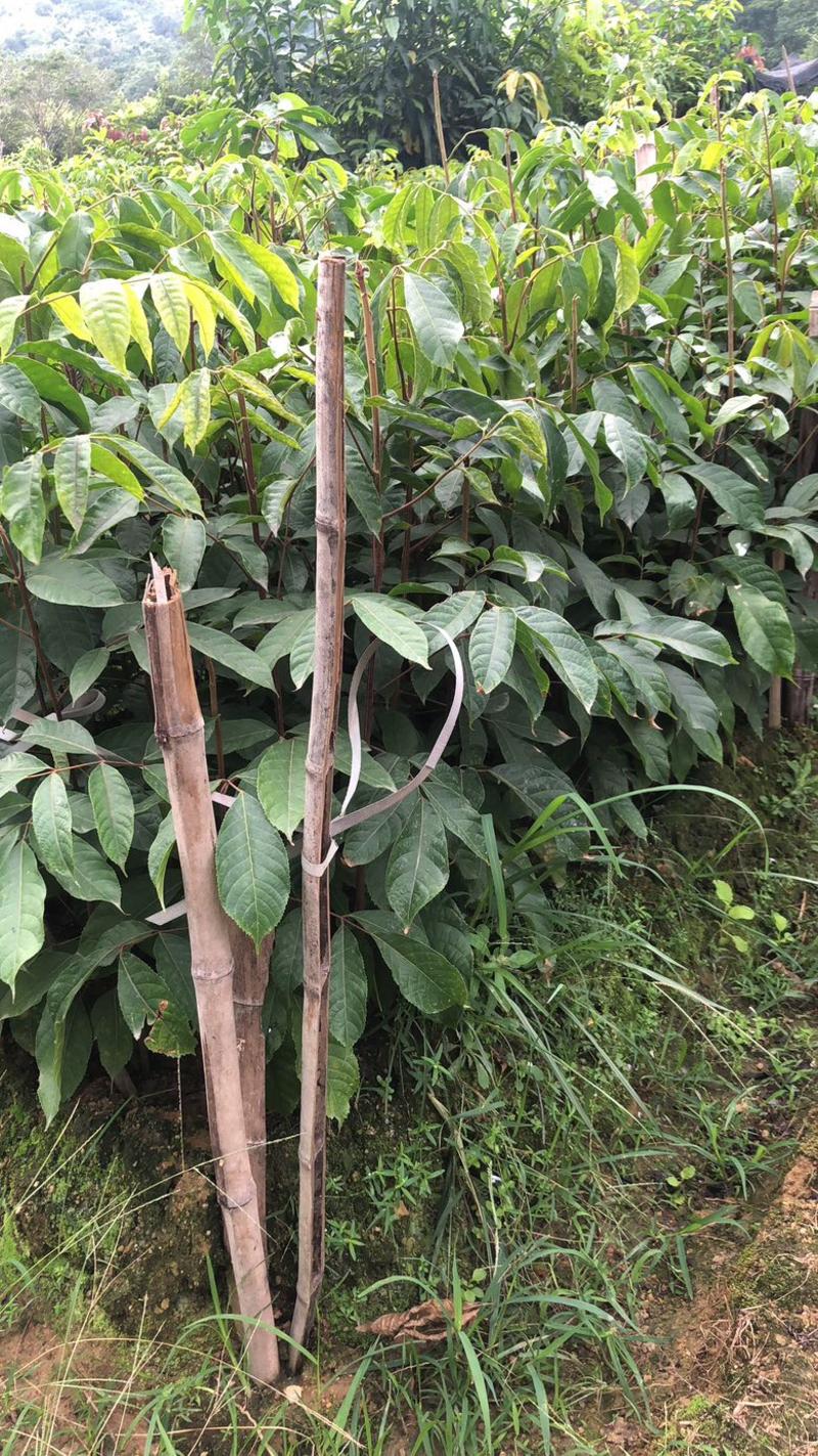 出售青橄榄苗袋苗30-1米高度各种规格齐全
