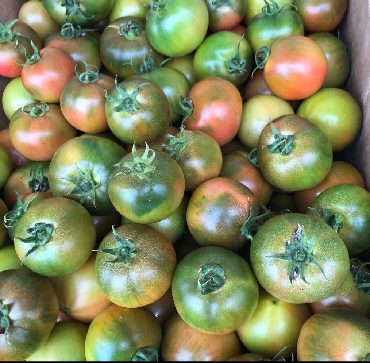 盘锦西红柿市场价格走势图