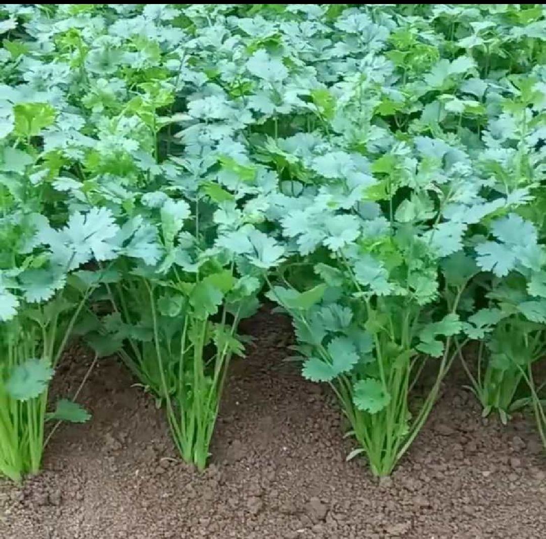 滑县香菜现代化分拣包装车间