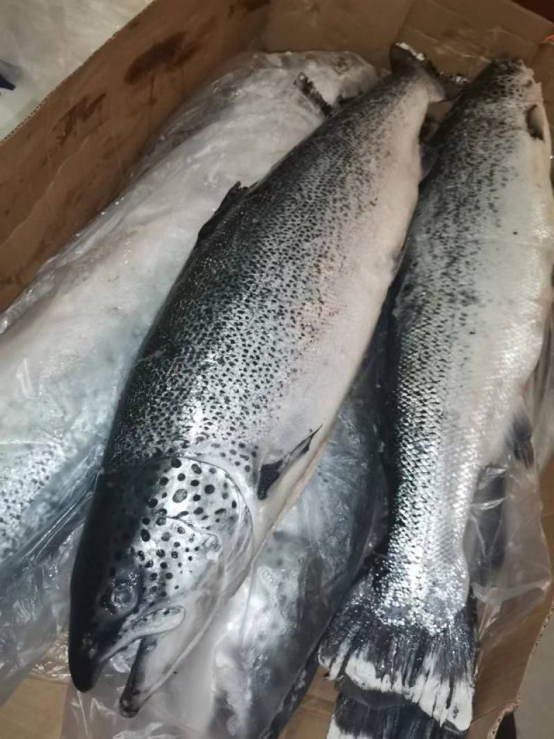冷冻三文鱼深海鱼一手货源价格便宜