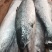 冷冻三文鱼深海鱼一手货源价格便宜