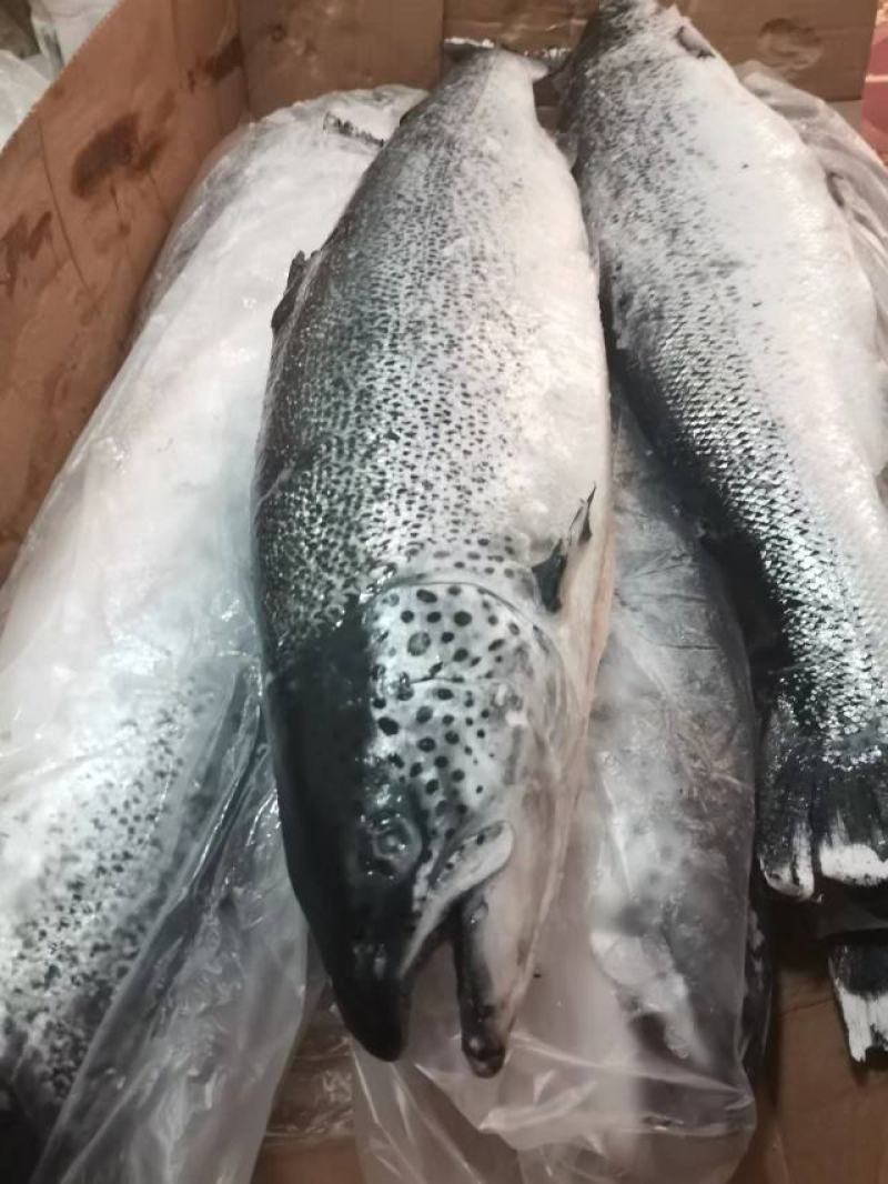 冷冻三文鱼深海鱼一手货源价格便宜