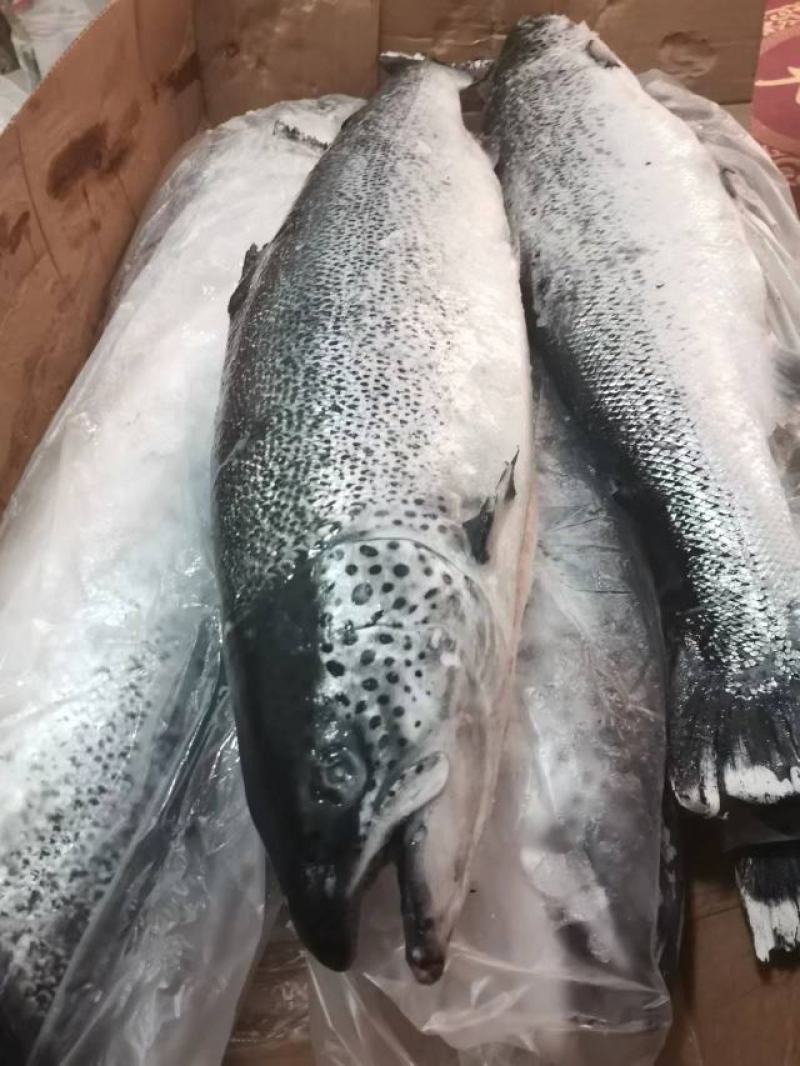 冷冻三文鱼深海鱼一手货源价格便宜