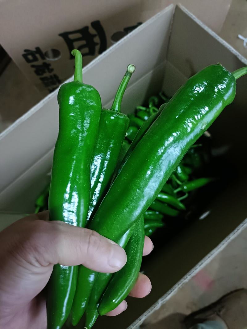 青皮尖椒，微辣，产地直供，当天采摘当天发货，质量保证。