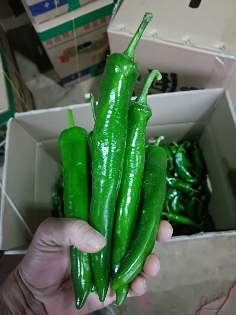 青皮尖椒，微辣，产地直供，当天采摘当天发货，质量保证。