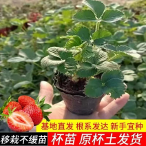 脱毒红颜草莓苗品种齐全章姬秒香法兰地假一罚十包活