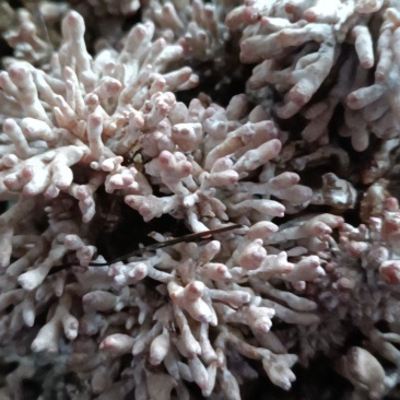 龙爪菇猫爪菇自产自销每天可发货千斤以上，一手货源