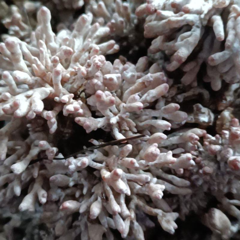龙爪菇猫爪菇自产自销每天可发货千斤以上，一手货源