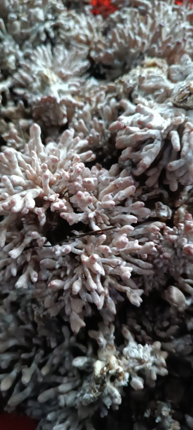 龙爪菇猫爪菇自产自销每天可发货千斤以上，一手货源