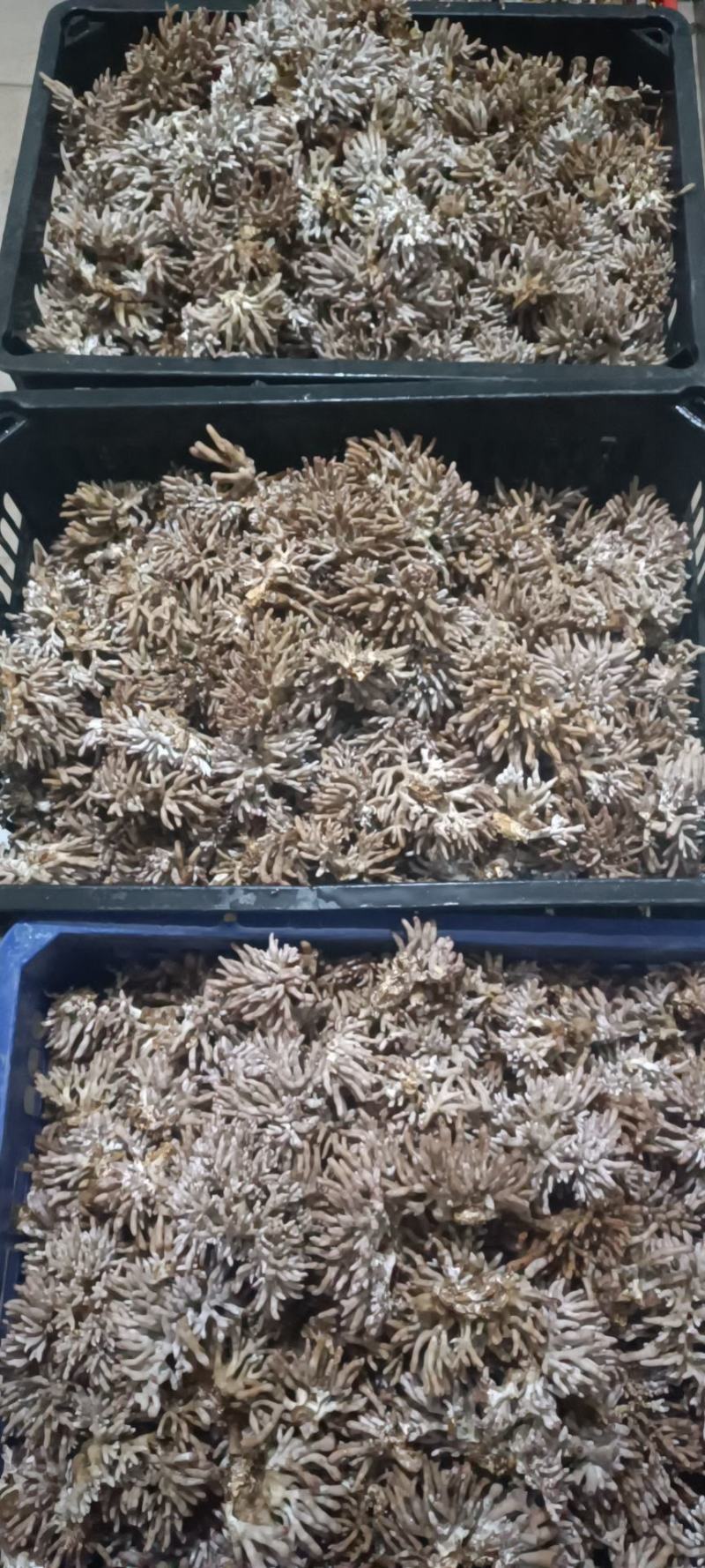 龙爪菇猫爪菇自产自销每天可发货千斤以上，一手货源