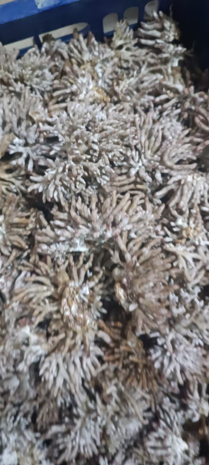 龙爪菇猫爪菇自产自销每天可发货千斤以上，一手货源
