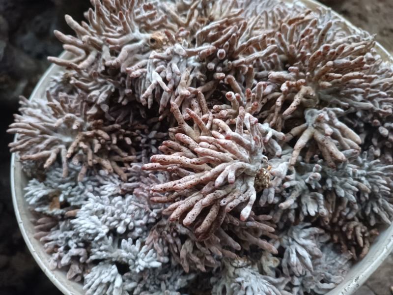 龙爪菇猫爪菇自产自销每天可发货千斤以上，一手货源