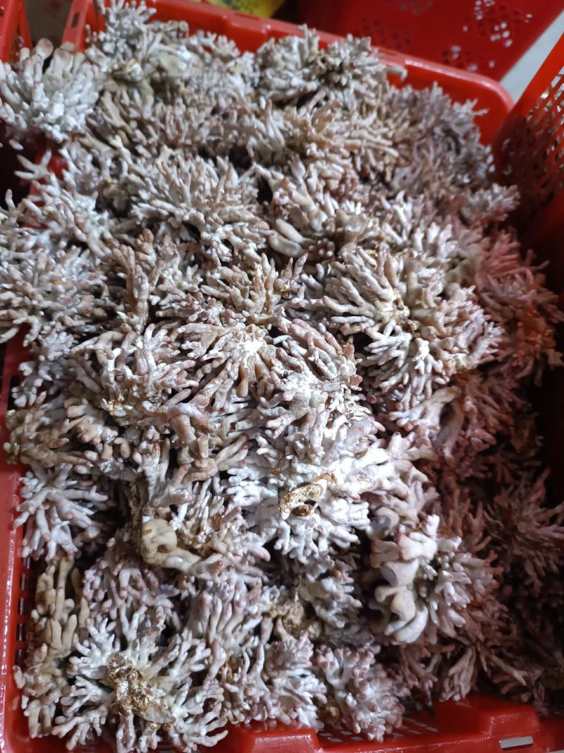 龙爪菇猫爪菇自产自销每天可发货千斤以上，一手货源