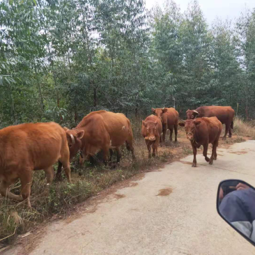 壹号土牛