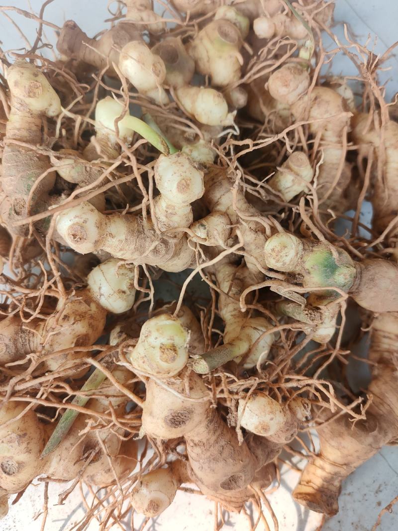 黄精块茎