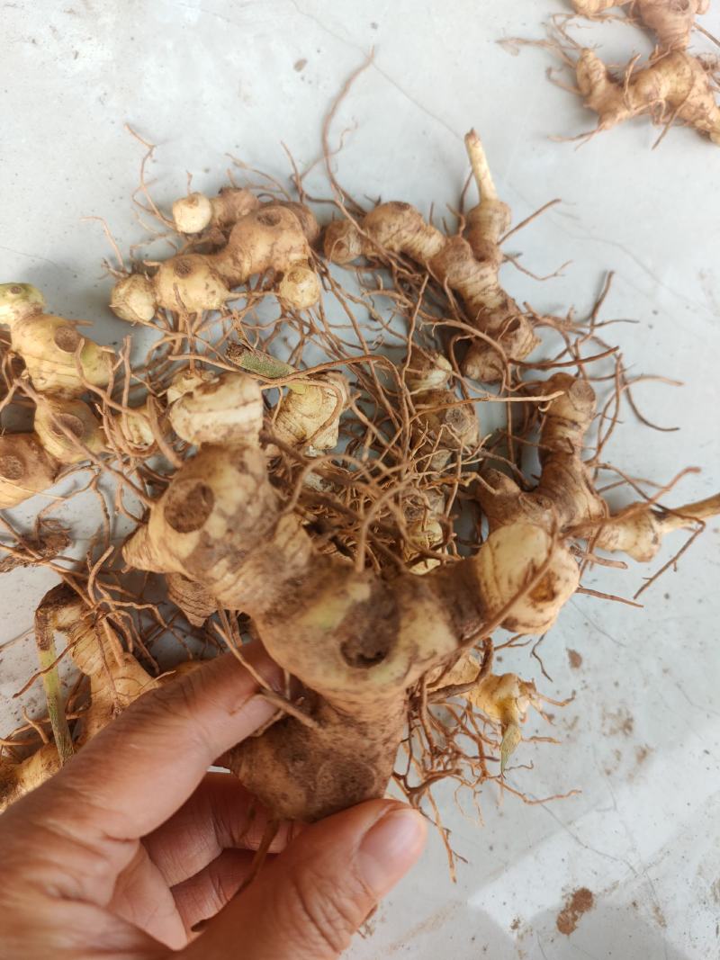 黄精块茎