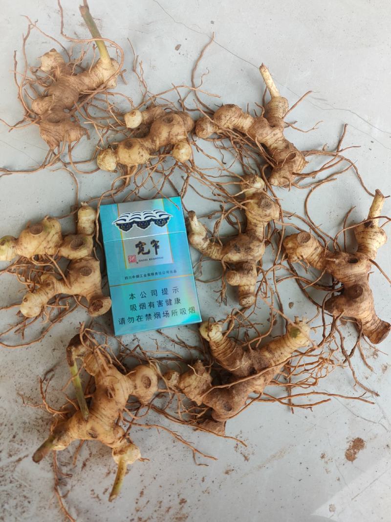 黄精块茎