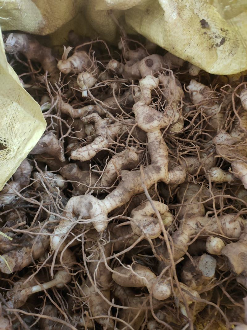 黄精块茎