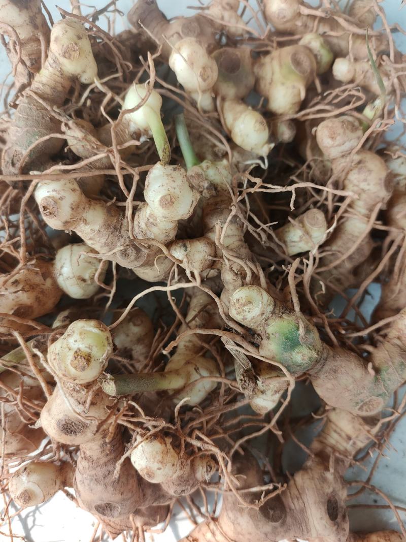 黄精块茎