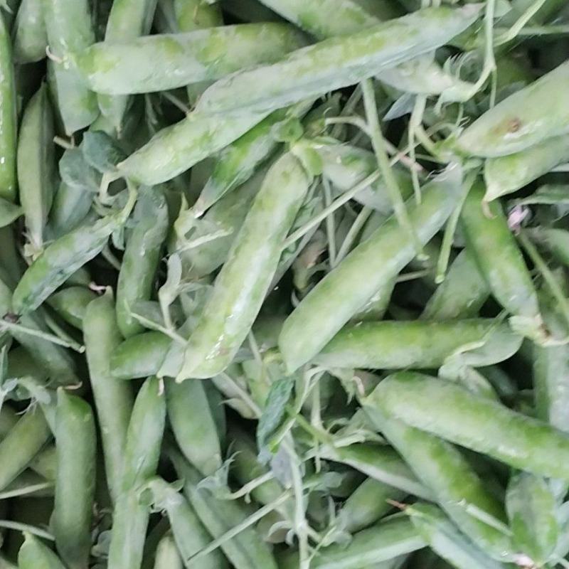 长寿仁豌豆大量有货