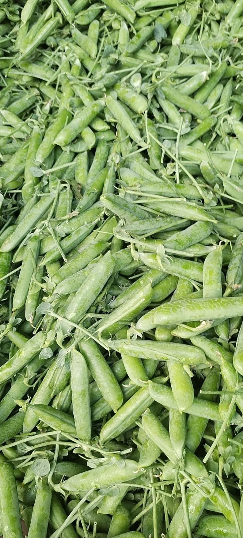 长寿仁豌豆大量有货