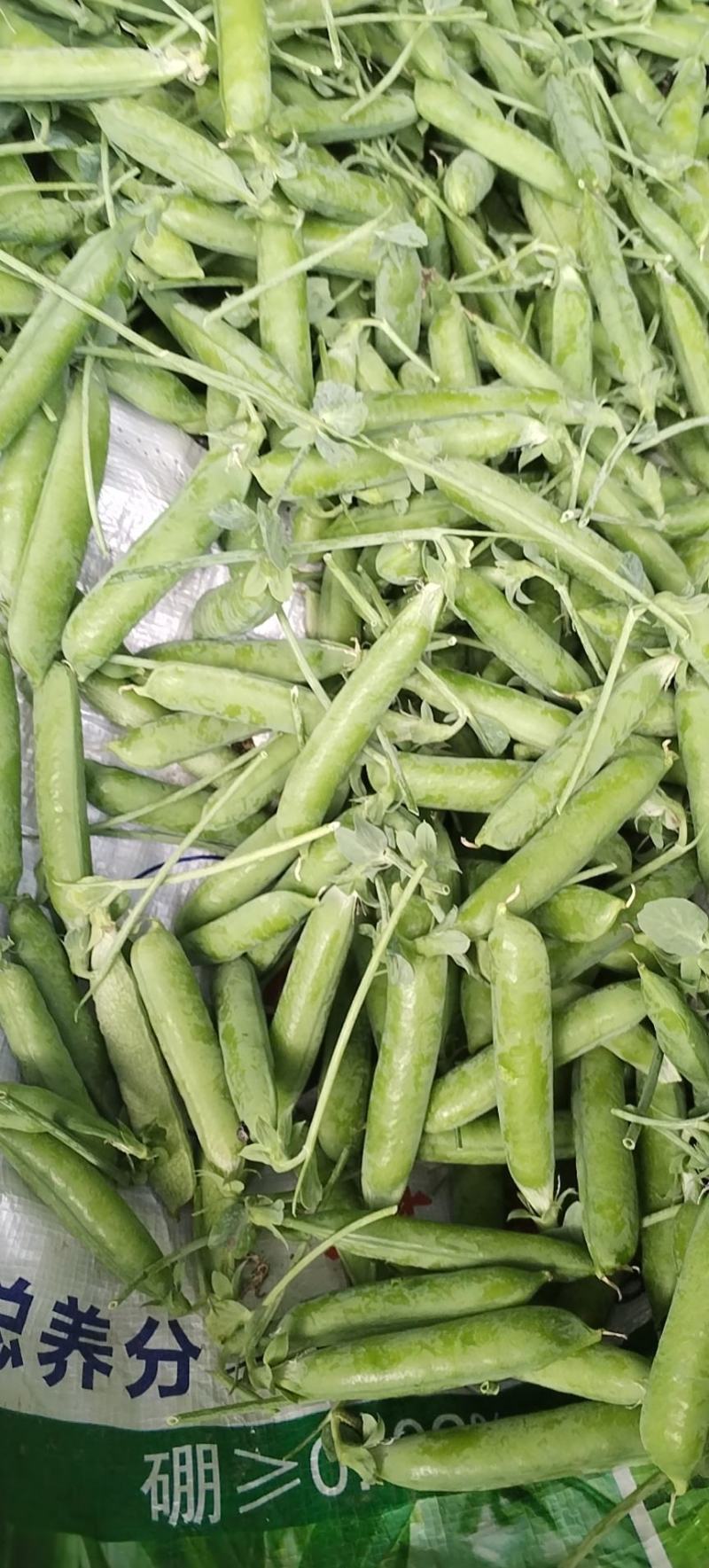 长寿仁豌豆大量有货