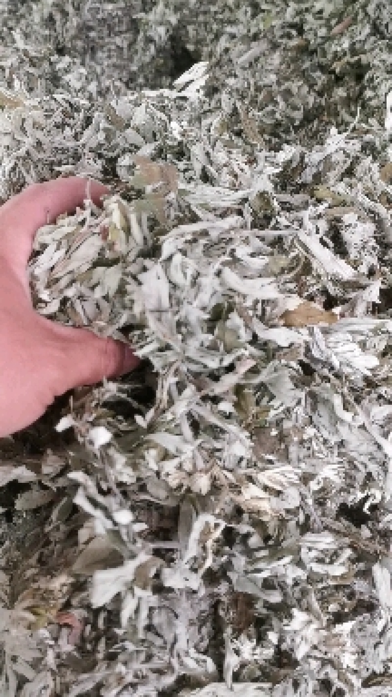 优质大白艾叶，产地自然资源，产地批发价。