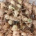 黄精块茎