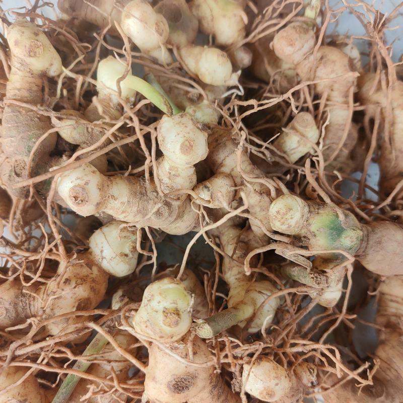 黄精块茎