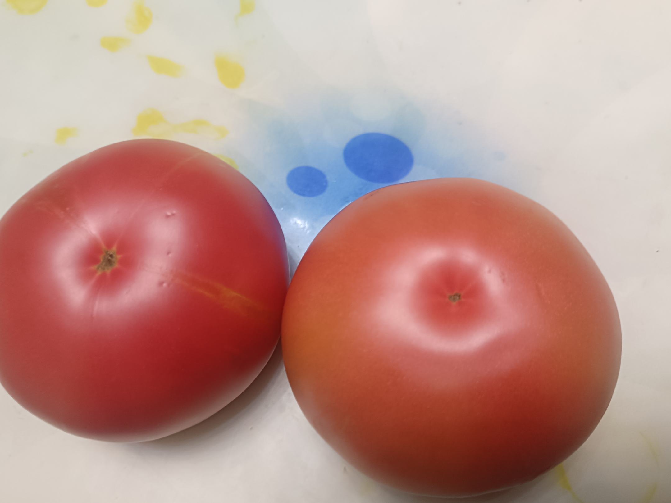 不同硬粉西红柿品种果实对比图