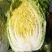 湖北沙洋黄心大白菜，新鲜量大，无虫眼，现摘现发