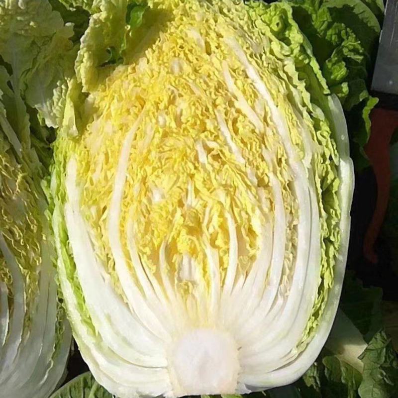 湖北沙洋黄心大白菜，新鲜量大，无虫眼，现摘现发