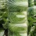 湖北沙洋黄心大白菜，新鲜量大，无虫眼，现摘现发