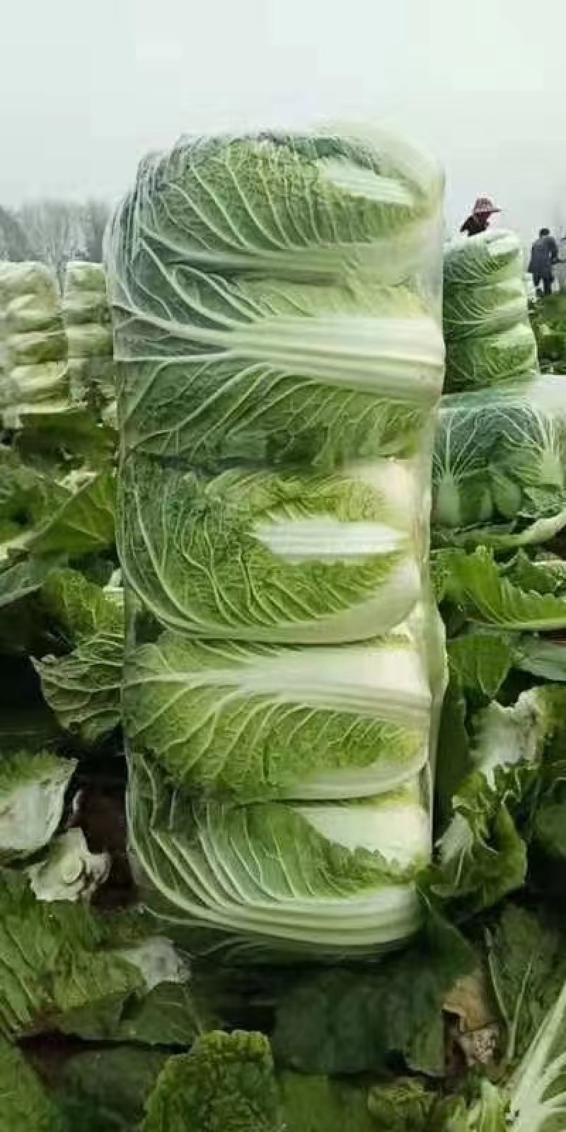 湖北沙洋黄心大白菜，新鲜量大，无虫眼，现摘现发