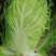 湖北沙洋黄心大白菜，新鲜量大，无虫眼，现摘现发