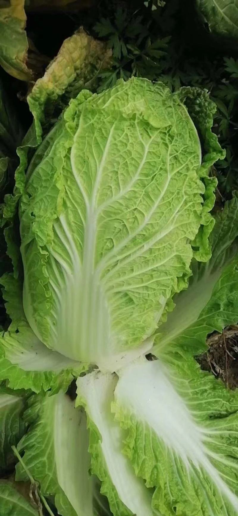 湖北沙洋黄心大白菜，新鲜量大，无虫眼，现摘现发