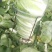 湖北沙洋黄心大白菜，新鲜量大，无虫眼，现摘现发