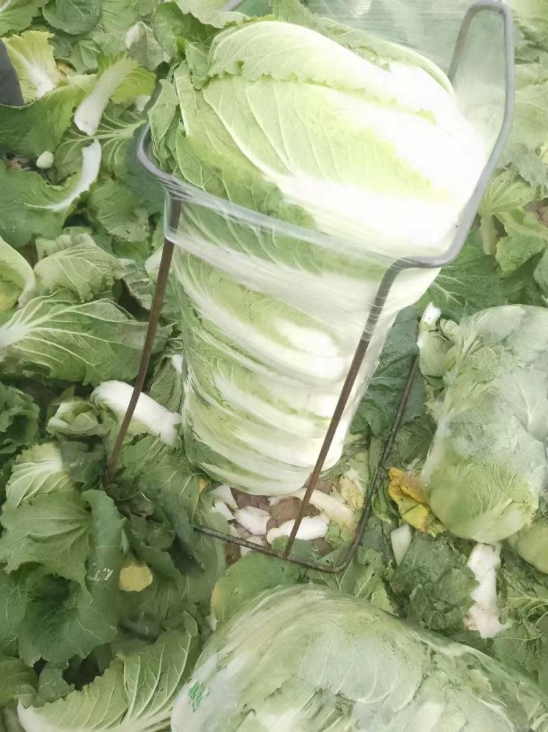 湖北沙洋黄心大白菜，新鲜量大，无虫眼，现摘现发