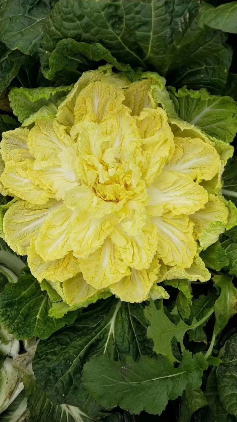 湖北沙洋黄心大白菜，新鲜量大，无虫眼，现摘现发