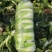 湖北沙洋黄心大白菜，新鲜量大，无虫眼，现摘现发