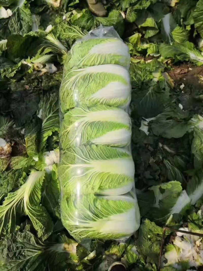 湖北沙洋黄心大白菜，新鲜量大，无虫眼，现摘现发