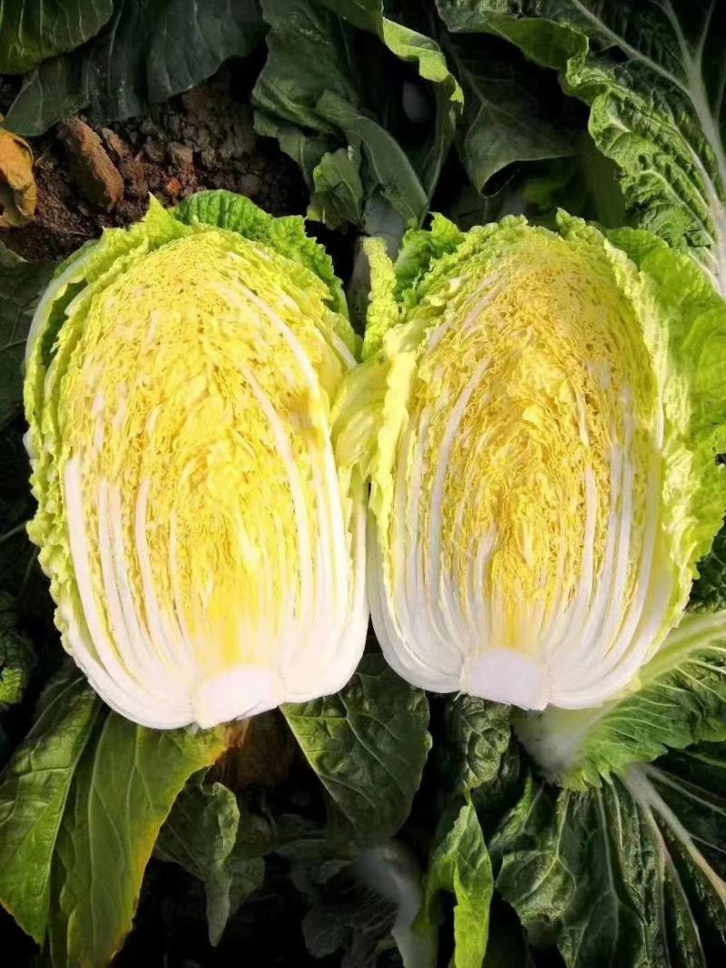 湖北沙洋黄心大白菜，新鲜量大，无虫眼，现摘现发
