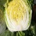 湖北沙洋黄心大白菜，新鲜量大，无虫眼，现摘现发